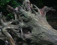 Tree Trunk At Helton Creek Falls (Click To Oder Print) © Landers Photographic Arts / Jeremy R. Landers