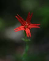 Fire Pink (Silene Virginica) Click To Oder A Print © Landers Photographic Arts / Jeremy R. Landers